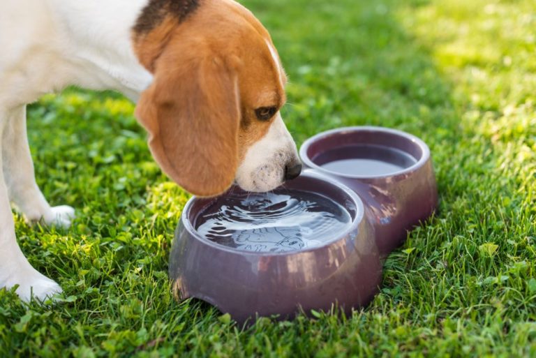 agua y ansiedad canina