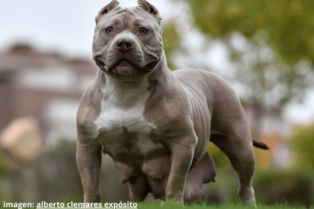 Perros hipertrofiados gen miostatina